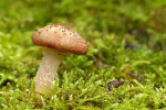 CLOSE-UP/MACRO