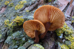 CLOSE-UP/MACRO