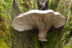 CLOSE-UP/MACRO