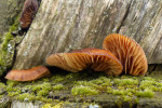 CLOSE-UP/MACRO