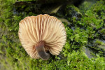 CLOSE-UP/MACRO
