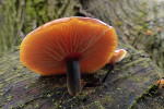 CLOSE-UP/MACRO