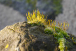 CLOSE-UP/MACRO