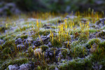 CLOSE-UP/MACRO