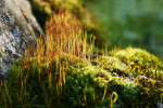 CLOSE-UP/MACRO