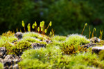 CLOSE-UP/MACRO