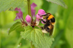 CLOSE-UP/MACRO