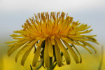 CLOSE-UP/MACRO