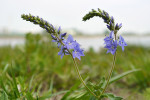 CLOSE-UP/MACRO