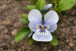 CLOSE-UP/MACRO