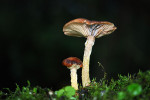 CLOSE-UP/MACRO