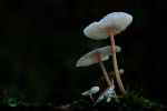 CLOSE-UP/MACRO