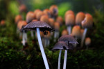 CLOSE-UP/MACRO