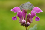 CLOSE-UP/MACRO