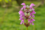 CLOSE-UP/MACRO