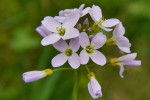 CLOSE-UP/MACRO