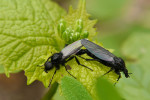 CLOSE-UP/MACRO