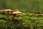 CLOSE-UP/MACRO