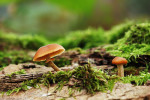 CLOSE-UP/MACRO