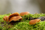 CLOSE-UP/MACRO