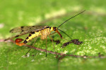 CLOSE-UP/MACRO