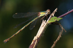CLOSE-UP/MACRO