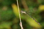 CLOSE-UP/MACRO