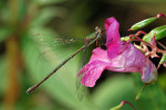 CLOSE-UP/MACRO