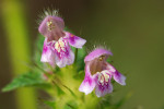 CLOSE-UP/MACRO