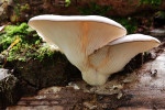 CLOSE-UP/MACRO