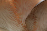 CLOSE-UP/MACRO