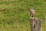 NATUUR