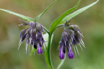 CLOSE-UP/MACRO
