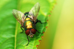 CLOSE-UP/MACRO