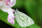CLOSE-UP/MACRO