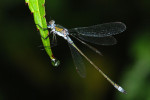 CLOSE-UP/MACRO