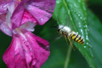 CLOSE-UP/MACRO