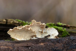 CLOSE-UP/MACRO