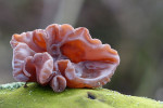 CLOSE-UP/MACRO