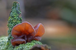 CLOSE-UP/MACRO