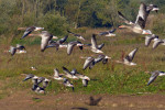 NATUUR