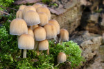 CLOSE-UP/MACRO