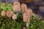 CLOSE-UP/MACRO