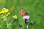 CLOSE-UP/MACRO