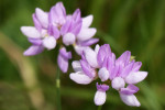 CLOSE-UP/MACRO