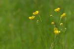CLOSE-UP/MACRO