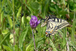 CLOSE-UP/MACRO