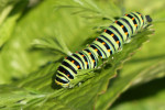 CLOSE-UP/MACRO