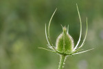 CLOSE-UP/MACRO