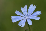CLOSE-UP/MACRO